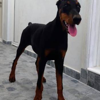 Doberman štenci