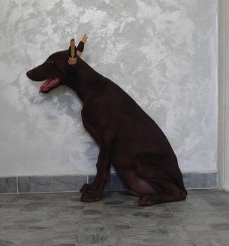 Doberman štenci