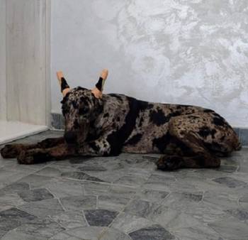 Doberman štenci