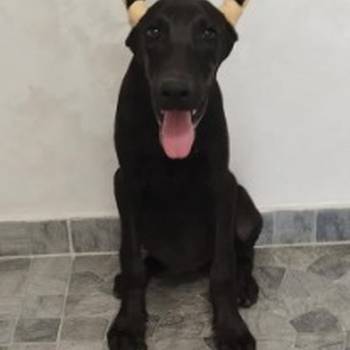 Doberman štenci