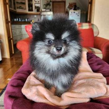 Pomeranac špic