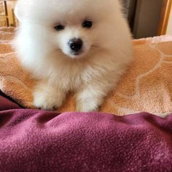 Pomeranac špic