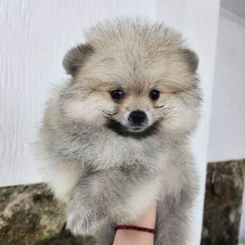 Pomeranac špic