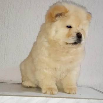 Chow Chow (Čau Čau) štenci