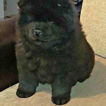 Chow Chow (Čau Čau) štenci