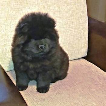 Chow Chow (Čau Čau) štenci
