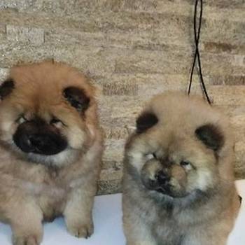 Chow Chow (Čau Čau) štenci