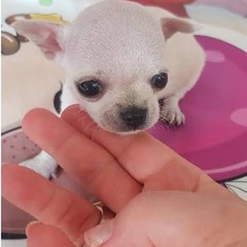Princess mini civave