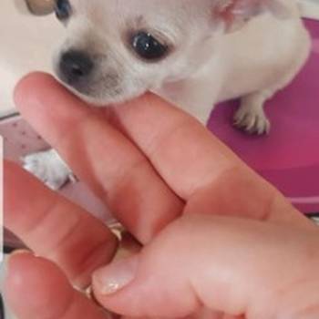 Princess mini civave