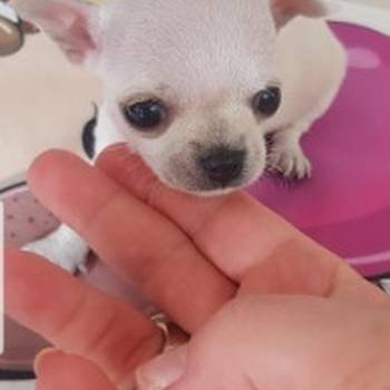 Princess mini civave