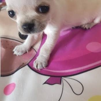 Princess mini civave