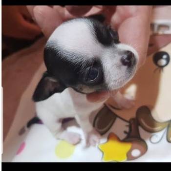 Princess mini civave