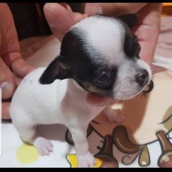 Princess mini civave