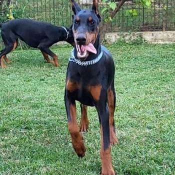 Doberman ženke