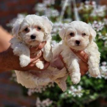 Mini mini MALTEZERI
