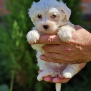 Mini mini MALTEZERI