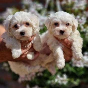 Mini mini MALTEZERI