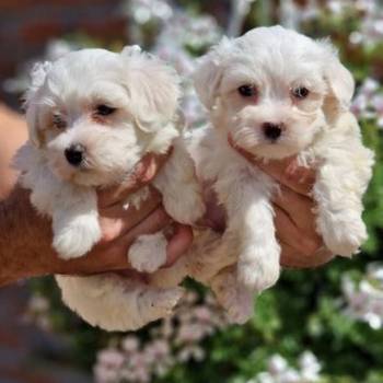 Mini mini MALTEZERI
