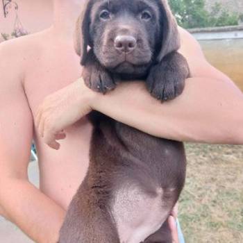 Na prodaju ženka čokoladnog labrador retrivera