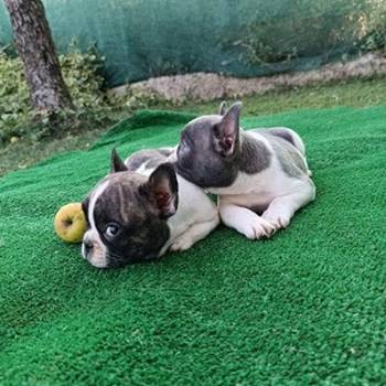 Francuski buldog štenci egzotičnih boja