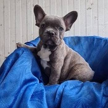 Francuski buldog štenci egzotičnih boja