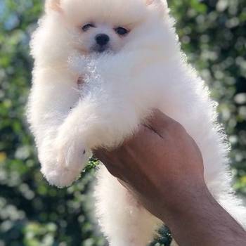 Pomeranski špic,Pomeranac,Pomeranian,Boo štenci