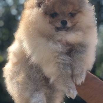 Pomeranski špic,Pomeranac,Pomeranian,Boo štenci