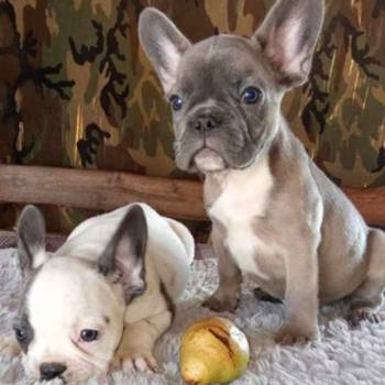 FRANCUSKI BULDOG stenci oba pola