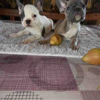 FRANCUSKI BULDOG stenci oba pola