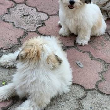 Coton de tulear štenci