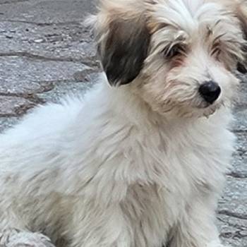 Coton de tulear štenci