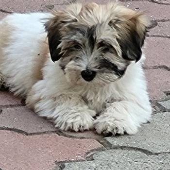 Coton de tulear štenci
