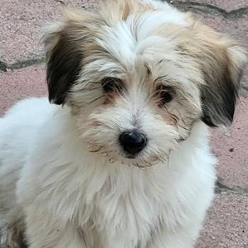 Coton de tulear štenci