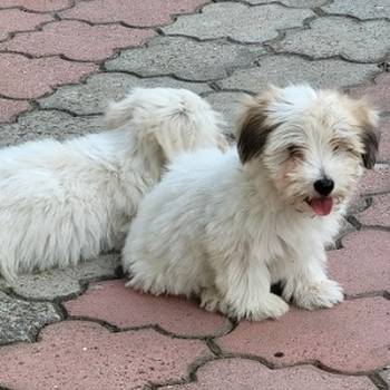 Coton de tulear štenci