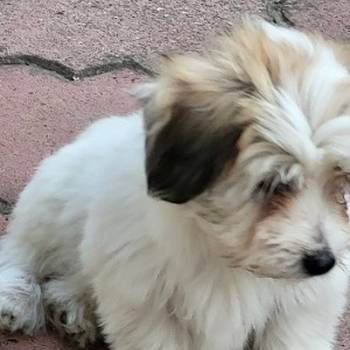 Coton de tulear štenci