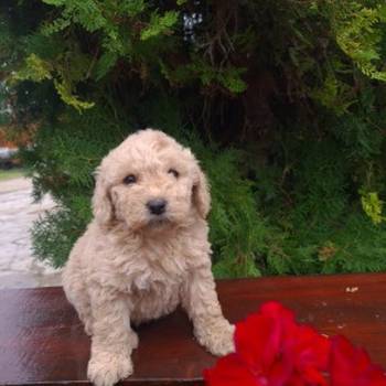 Labradoodle F1