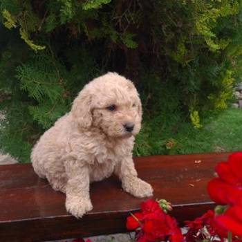 Labradoodle F1