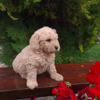 Labradoodle F1