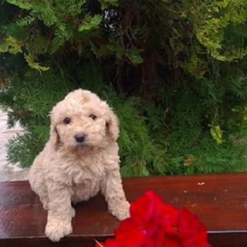 Labradoodle F1