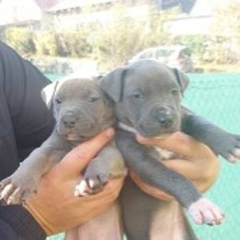 Pit bul (Blue nose) štenci
