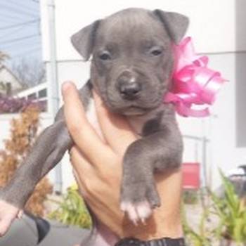 Pit bul (Blue nose) štenci