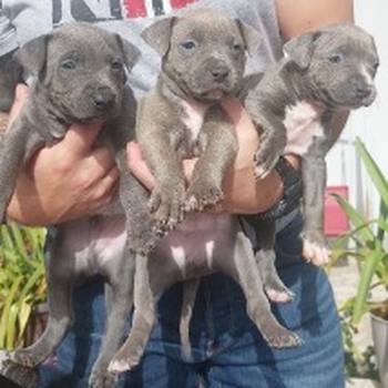 Pit bul (Blue nose) štenci