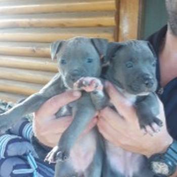 Pit bul (Blue nose) štenci