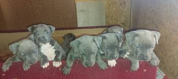 Pit bul (Blue nose) štenci