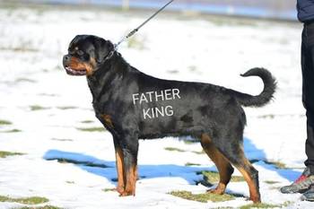 Rotvajler