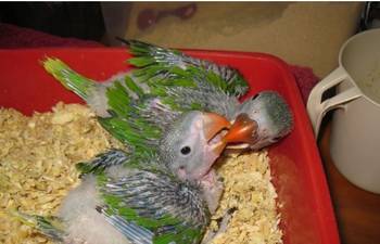 Ručno hranjeni papagaji