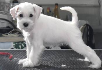 Beli patuljasti ŠNAUCER – vrhunski štenci