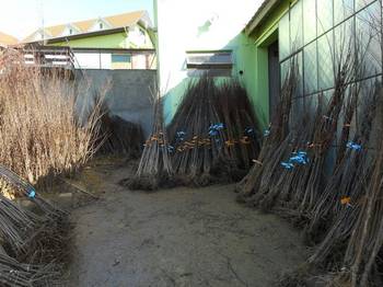 Prodaja sadnica svih vrsta voća