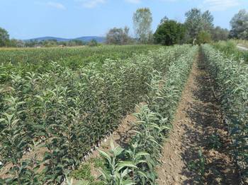 Prodaja sadnica svih vrsta voća