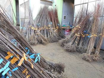 Prodaja sadnica svih vrsta voća